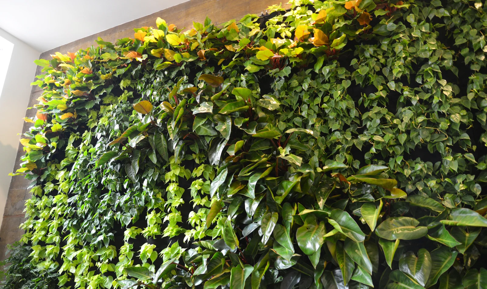 GIRUVI 「Grow on the Wall」Gracilius Green Wave Vertical Garden — Florafelt Living Wall Systems